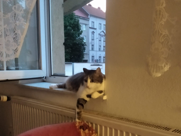 Housing First Ledovec III