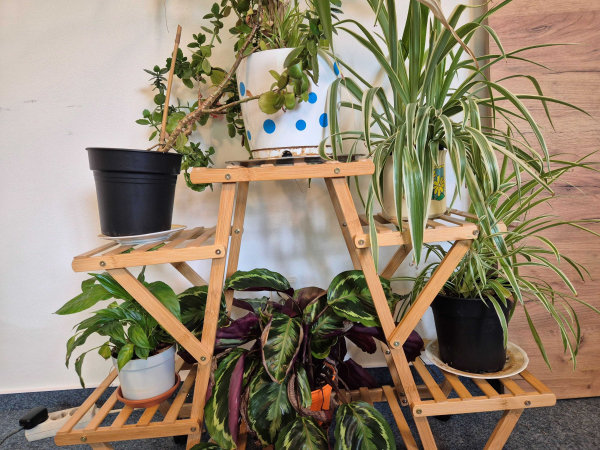 &Uacute;norov&yacute; program klubu CHRC